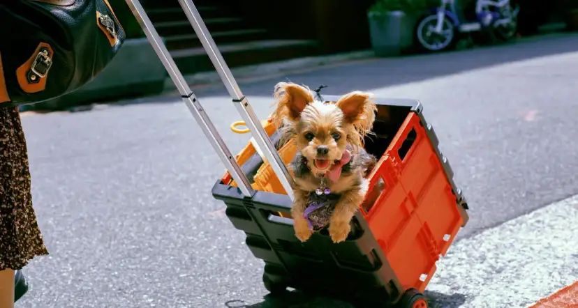 Jak zbudować wózek dla psa? DIY krok po kroku i analiza kosztów.