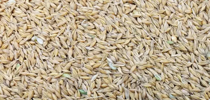 Ile kosztuje kwintal jęczmienia w Radomiu? Sprawdź aktualne ceny!