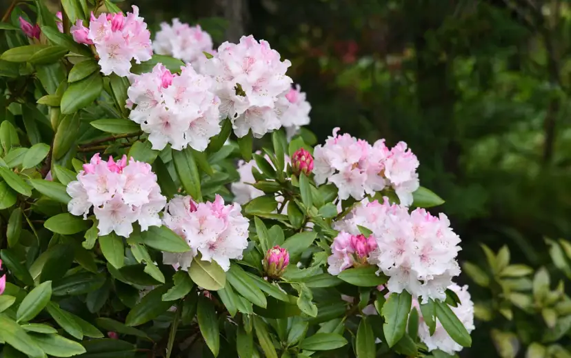 Azalie ogrodowe: Jak uprawiać, by zachwycały? Poradnik
