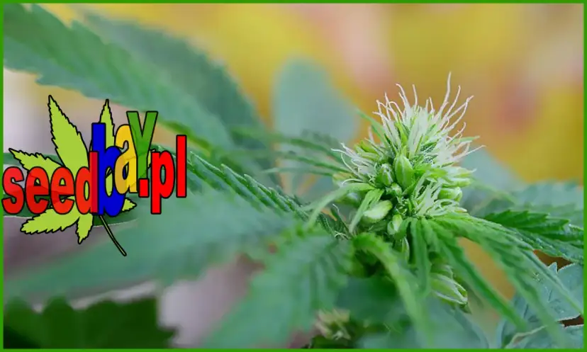 Ile kwitnie marihuana? Przewodnik po fazie kwitnienia i zbiorach