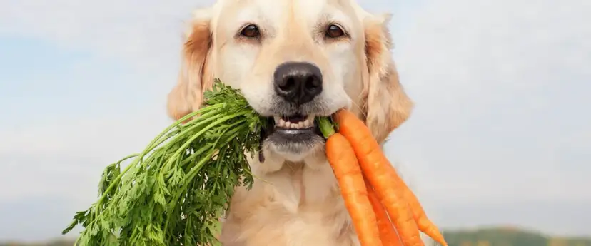 Złoty retriever z pękiem świeżych marchewek w pysku. Czy pies może jeść gotowaną marchewkę? Ten psiak zdaje się być gotowy do degustacji!