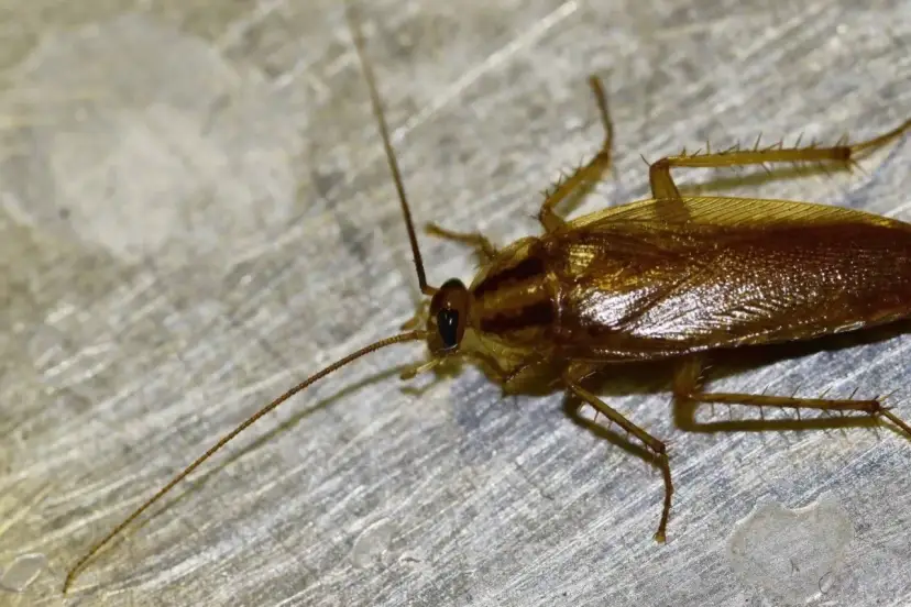 Prusaki jak się rozmnażają – poznaj ich szybki cykl życia i zagrożenia