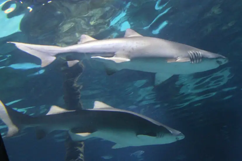 Czy rekiny żyją w Bałtyku? Polskie plaże są bezpieczne!