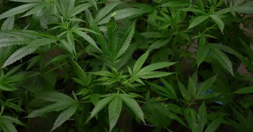 Ile ma THC w medycznej marihuanie? Poznaj kluczowe informacje