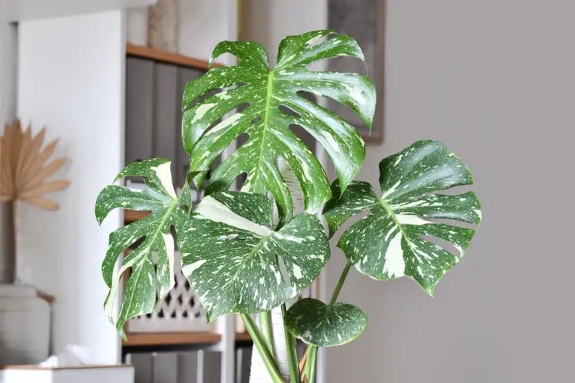 Monstera przynosi pecha? Feng Shui i nauka mówią co innego!