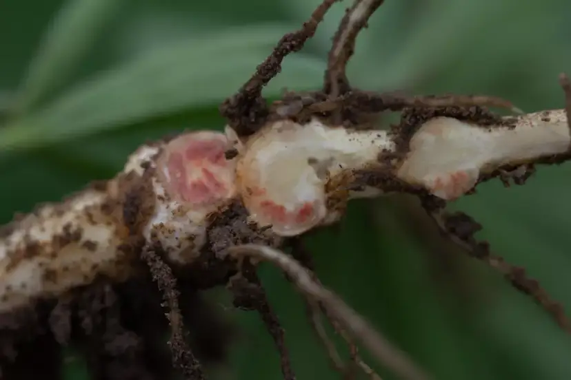 Jaki nawóz pod łubin? Sprawdź, co zapewni najlepsze plony