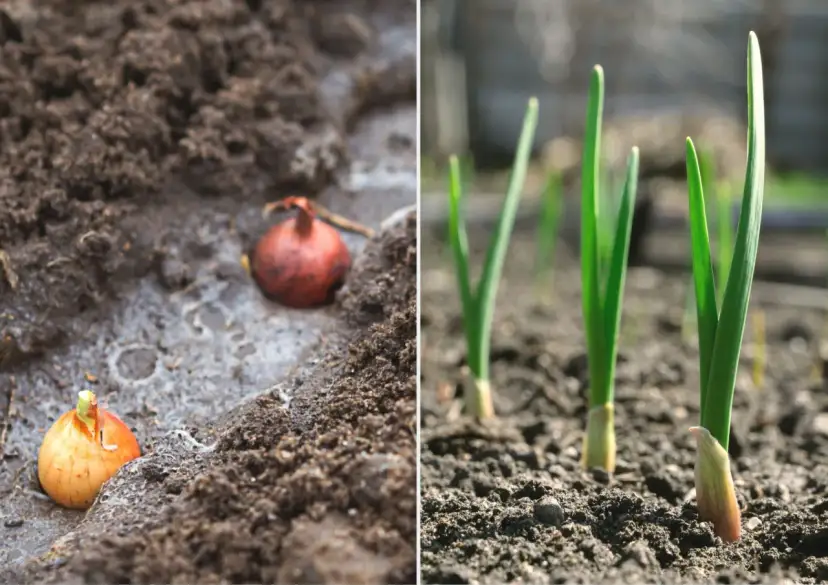 Kiedy sadzić dymkę, aby uniknąć błędów i cieszyć się plonami