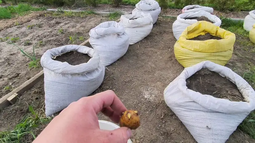 Kiedy sadzimy ziemniaki w workach, aby uniknąć nieudanych plonów?
