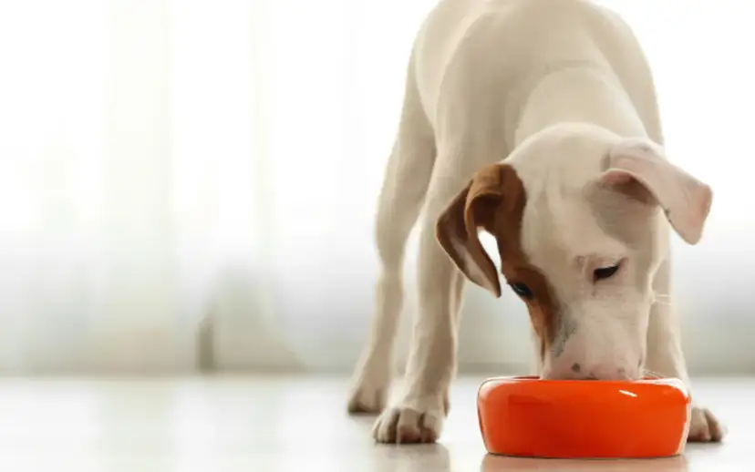 Jak ugotować ryż dla psa: Uniknij błędów i pomóż pupilowi