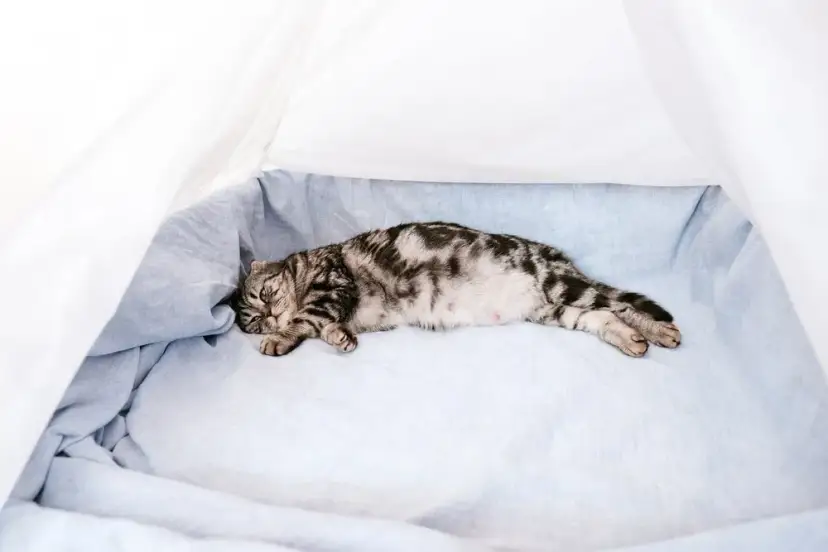 Kiedy można wysterylizować kotkę po porodzie, aby uniknąć zagrożeń?