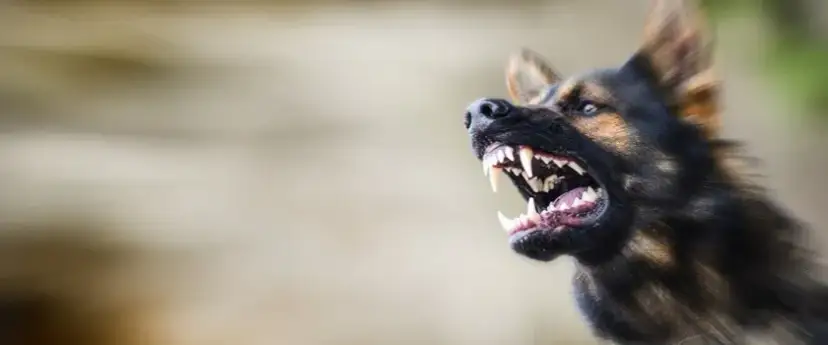 Czy jest lek na wściekliznę? Prawda o leczeniu i zapobieganiu