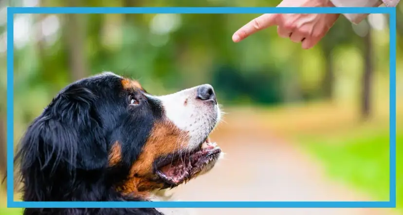Bernese mountain dog looking up at a pointing finger outdoors.