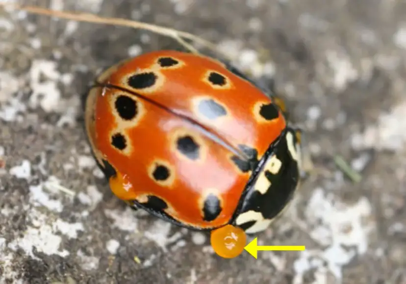 Biedronka czym się żywi - zaskakujące fakty o ich diecie