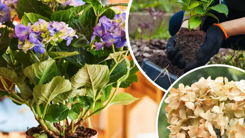 Kiedy sadzimy hortensje w donicy, aby uniknąć błędów w uprawie