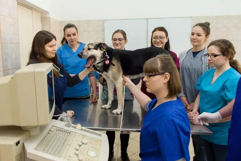 Poliklinika UWM Olsztyn: Całodobowa pomoc, gdy liczy się każda chwila