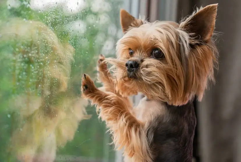 Yorkshire terrier z tęsknotą patrzy przez zaparowane okno. Czy lęk separacyjny u psa mija, gdy czeka na powrót właściciela?