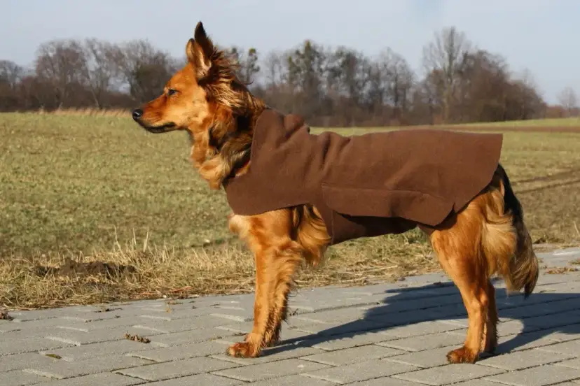 Jak uszyć kombinezon dla psa - proste kroki i praktyczne porady