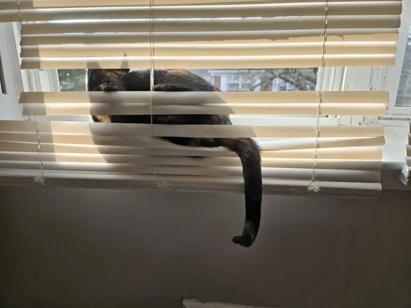 Zasłona okienna z żaluzjami, przez którą widać kota. Idealne rozwiązanie, czym można zasłonić okno, gdy kot chce obserwować świat.