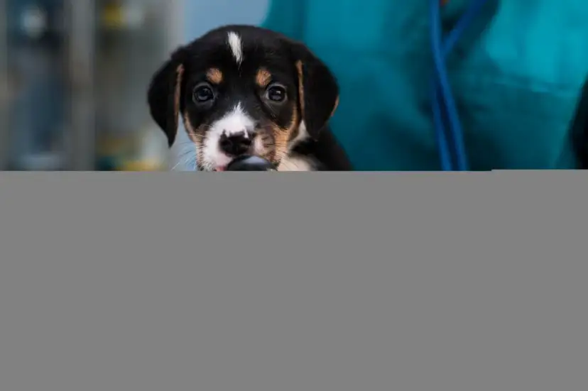 Czy weterynarz jest otwarty w niedzielę? Zobacz, gdzie znaleźć pomoc