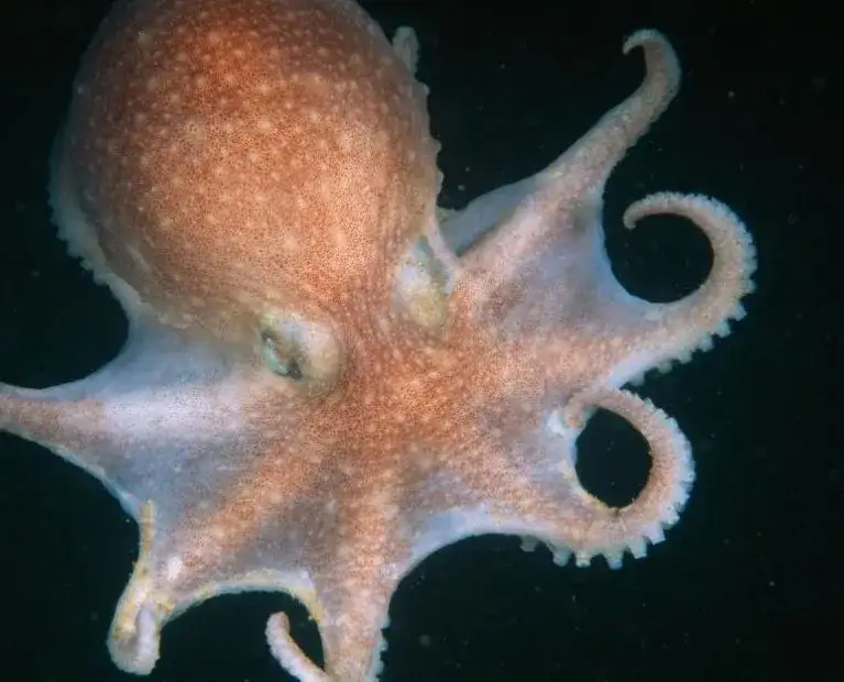 Czym się żywi ośmiornica? Zaskakujące fakty o ich diecie i polowaniach