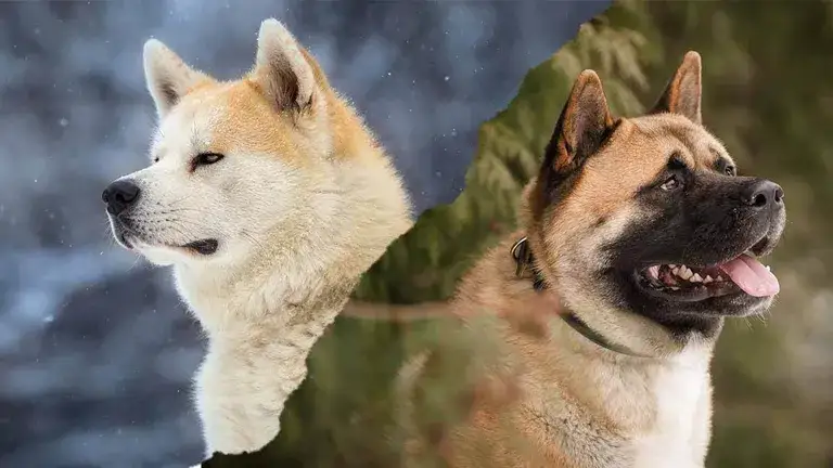 Akita czy Shiba: Która rasa lepiej pasuje do twojego stylu życia?