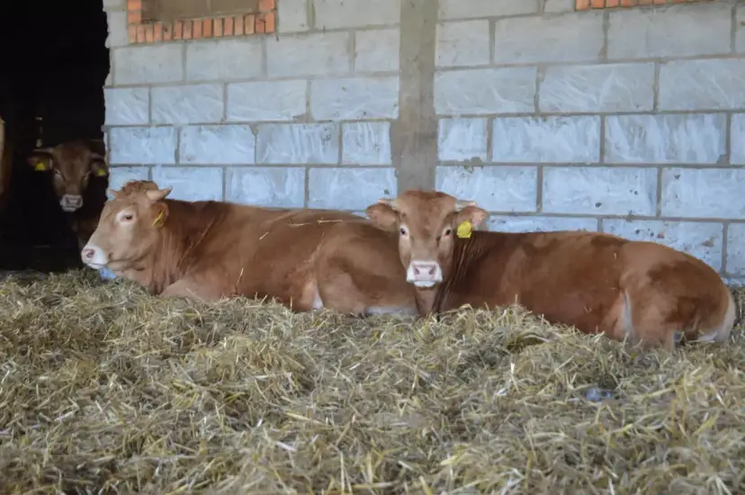 Ile kosztuje byk w skupie? Ceny, które zaskoczą hodowców
