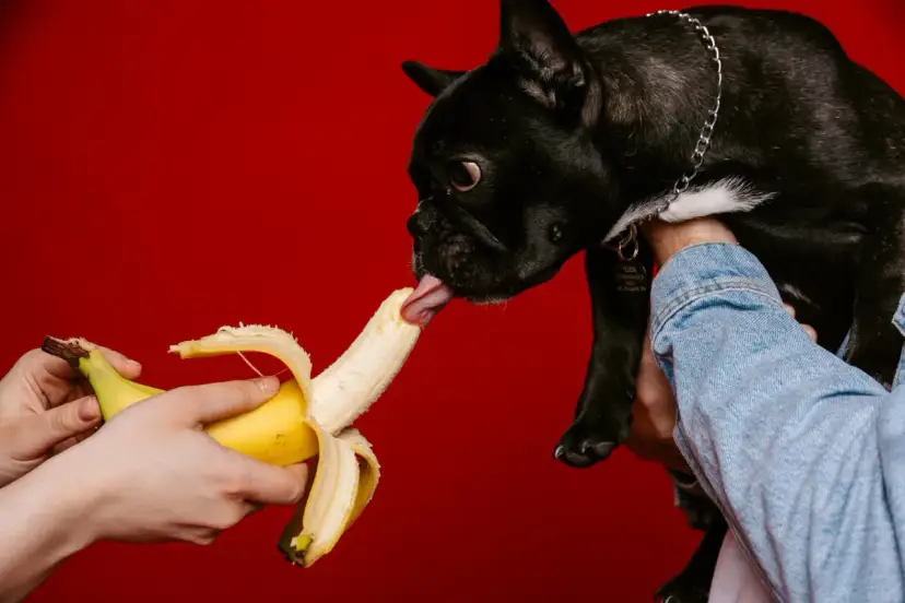 Czarny buldog francuski z językiem sięga po banana, sprawdzając, czy pies może jeść banana.