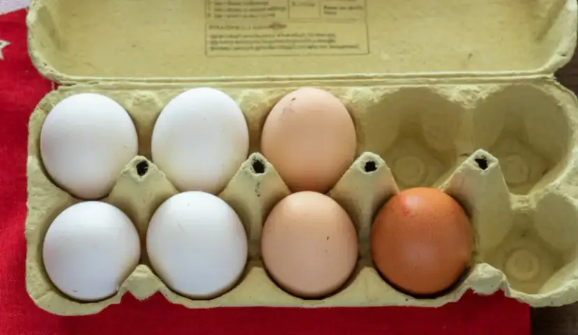 Gdzie wyrzucić opakowanie po jajkach, aby uniknąć problemów z recyklingiem?