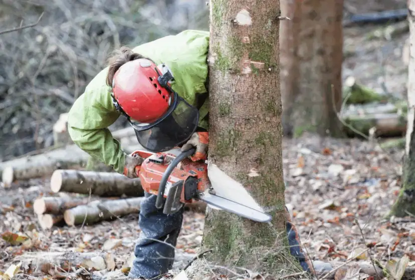 Jak zgłosić wycinkę drzew i uniknąć problemów z urzędami