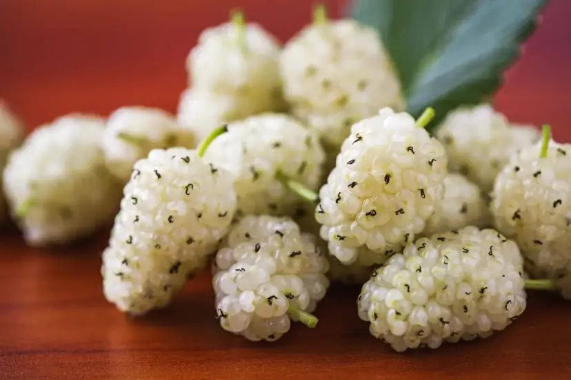 Morwa biała: do czego służy? Stabilny cukier i łatwiejsze odchudzanie.