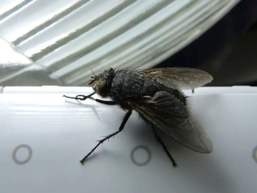Skuteczne metody, jak zwalczyć muchy na tarasie i cieszyć się latem