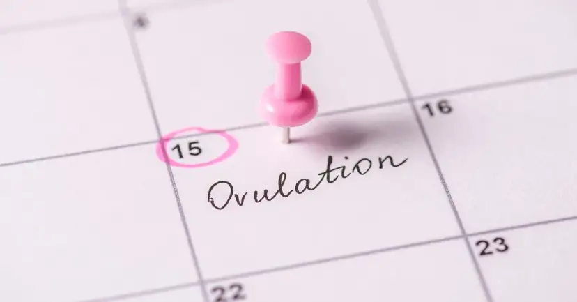 Jak obliczyć owulację kalkulator - proste kroki dla każdej kobiety