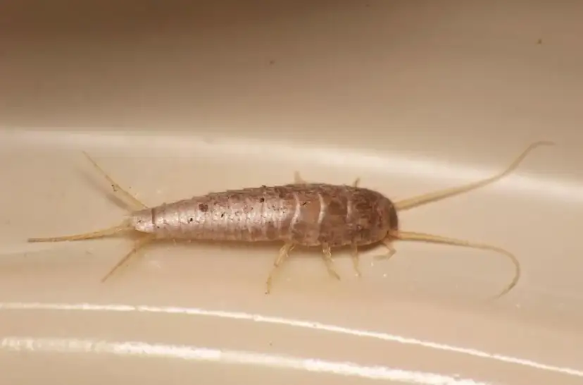 Rybik cukrowy czym się żywi - poznaj jego zaskakujące źródła pokarmu