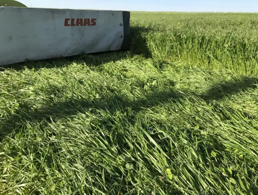 Kiedy siać mieszankę gorzowską? Optymalny termin i kluczowe zasady