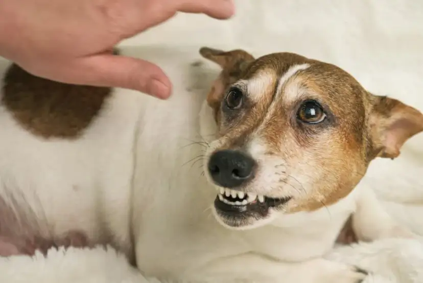 Agresywny pies: Eutanazja czy to jedyne wyjście? Prawo i fakty