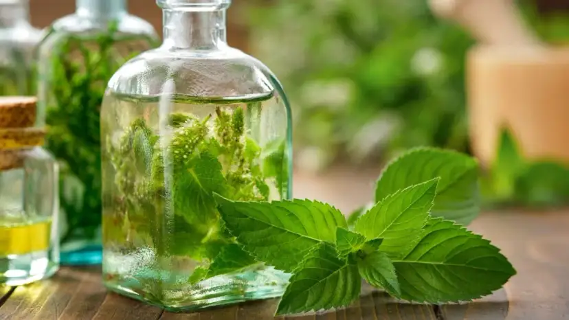 Czy pies może jeść miętę? Sprawdź, jakie są zagrożenia i korzyści