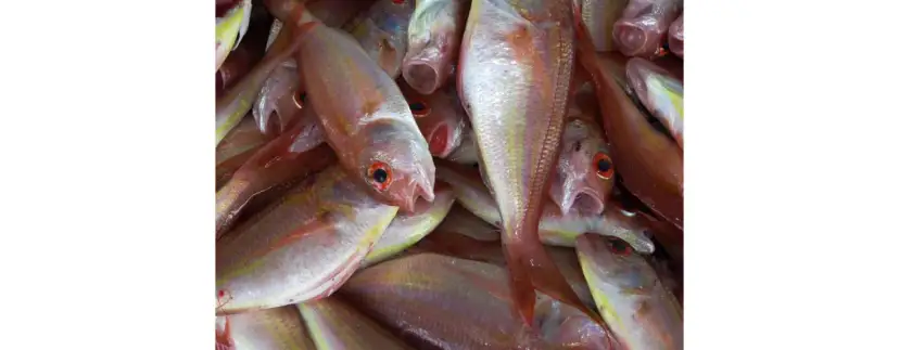 Jak przewieźć ryby znad morza? Poradnik świeżości i smaku!