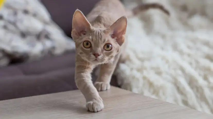 Ile kosztuje Devon Rex? Zrozum finansowe zobowiązania związane z jego zakupem