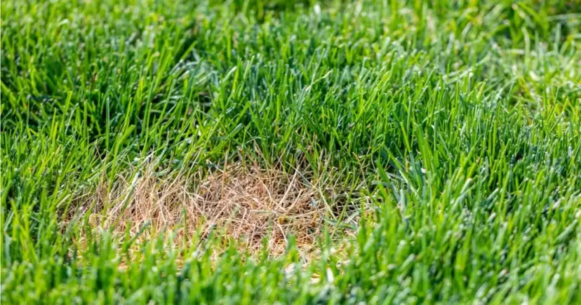 Jak uratować trawnik po zimie i upałach – skuteczne metody regeneracji