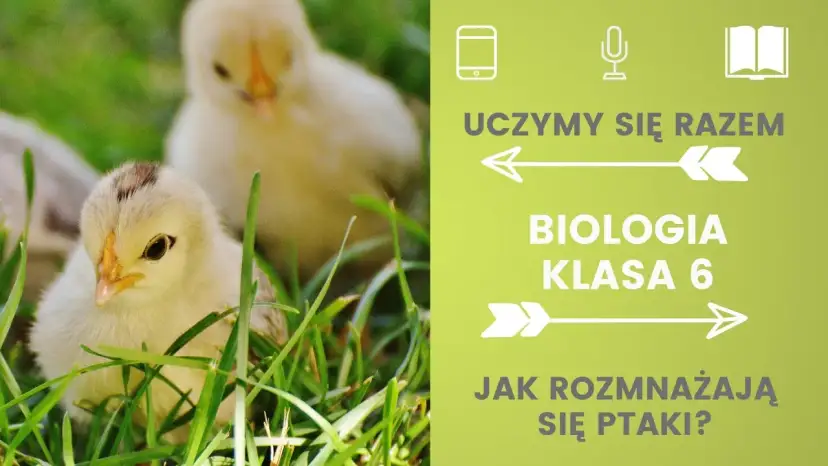 Jak rozmnażają się ptaki? Odkryj fascynujący proces lęgowy