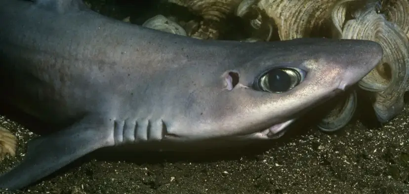 Czy w Morzu Bałtyckim są rekiny? Fakty o ich obecności i bezpieczeństwie