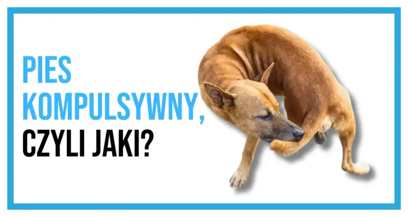 Pies kompulsywny, czyli jaki? Brązowy pies gryzie sobie łapę, co może świadczyć o zachowaniach kompulsywnych u psa.