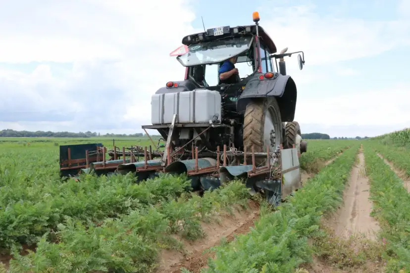 Traktor z maszyną do zbioru marchwi pracuje na polu. Maszyna tworzy wąski klin w ziemi, oddzielając rośliny.