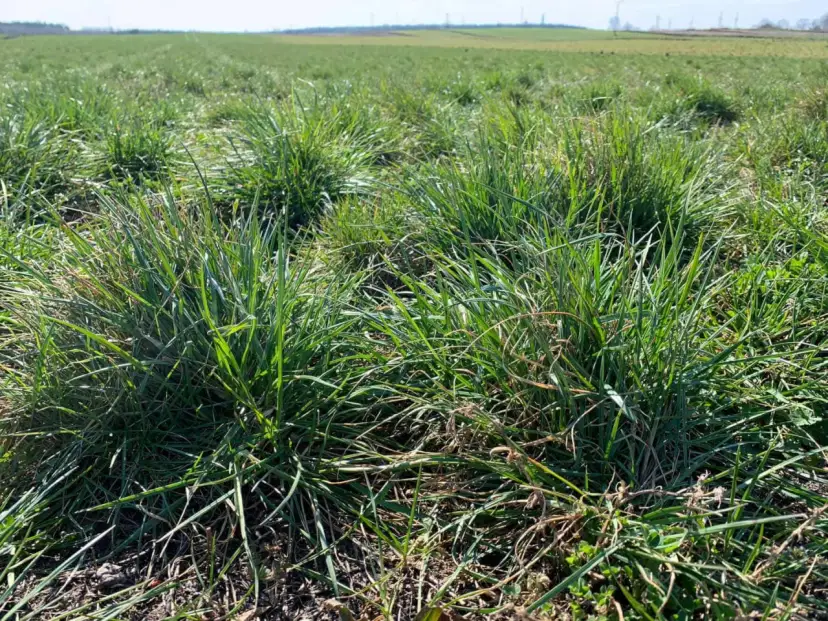 Ile nawozu na hektar łąki? Kluczowe dawki dla zdrowych plonów