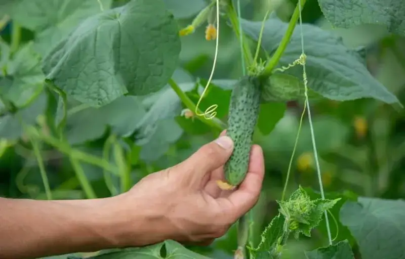 Do kiedy jest sezon na ogórki? Sprawdź, by nie przegapić zbiorów