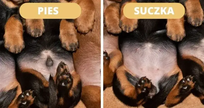 Płeć szczeniaka? Rozpoznaj ją bezbłędnie! Poradnik eksperta