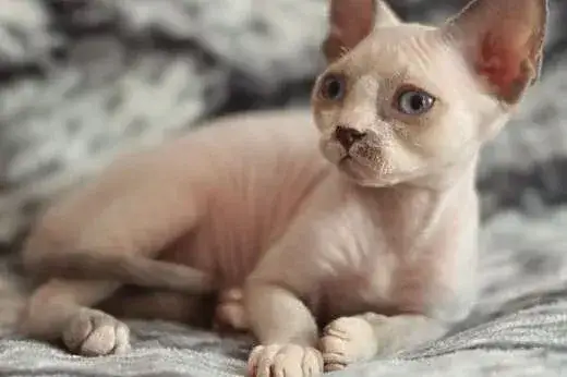 Kocięta Devon Rex w Łodzi - sprawdź hodowle i ceny kociąt