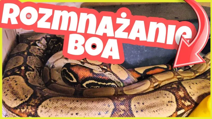 Jak rodzą się węże? Odkryj fascynujące metody ich rozmnażania