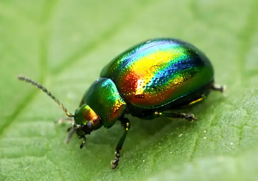 Czym się żywi chrząszcz? Odkryj zaskakujące nawyki żywieniowe