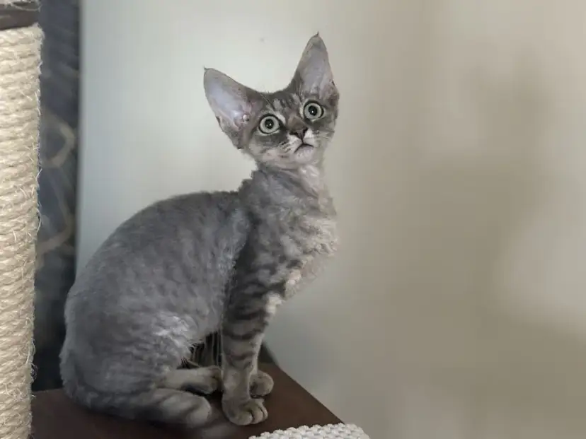 Devon Rex na sprzedaż - znajdź idealnego kota w Polsce teraz